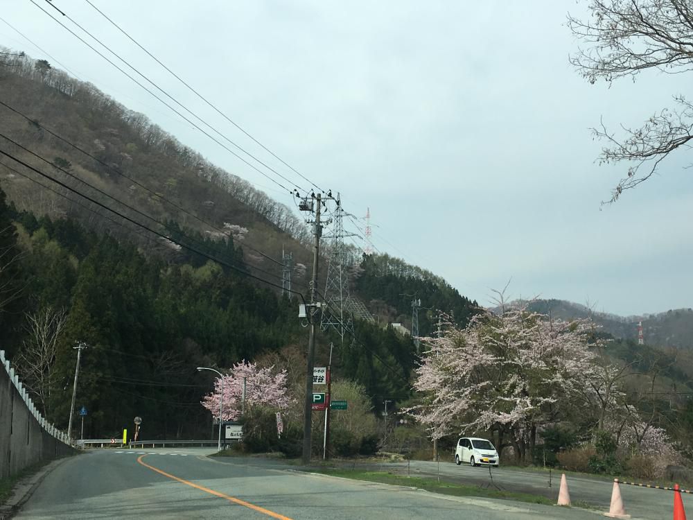 久々の笹谷峠や山桜