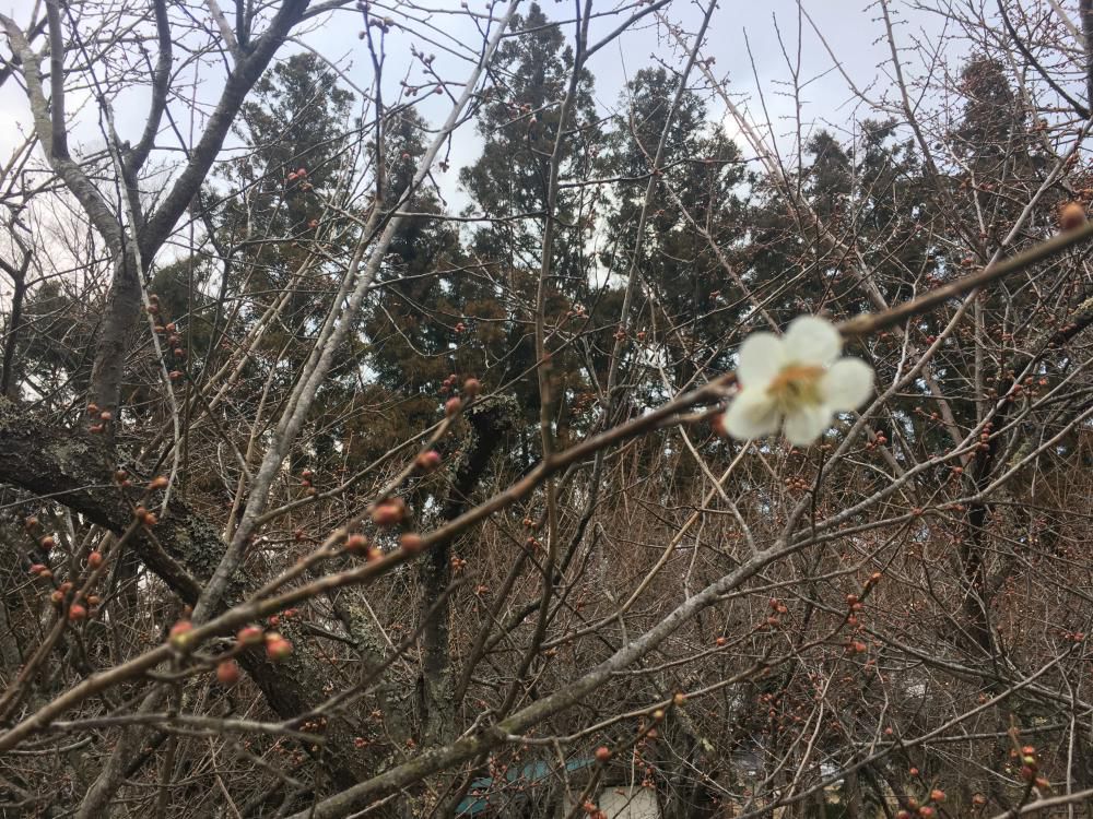 雉鳴くや今日久々のランニング