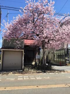 回顧…平成最後の桜です