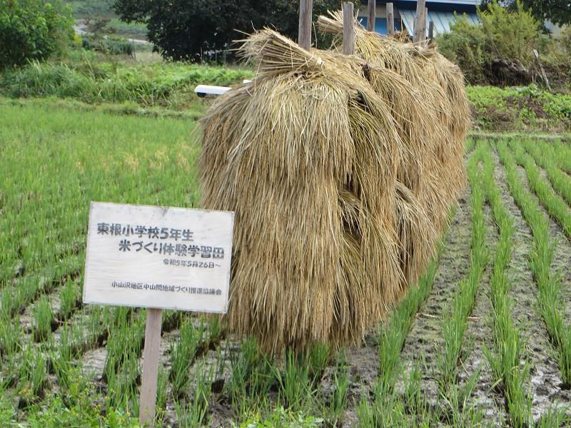 体験！脱穀作業