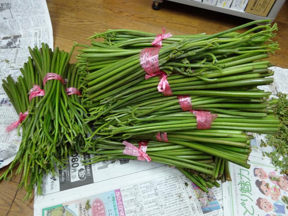 5月24日　ワラビをいただきました