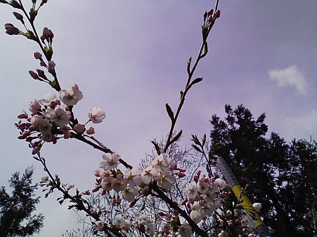 ひらすび牧場の桜開花宣言！