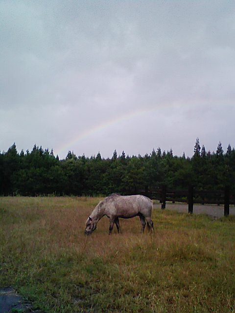 馬と虹