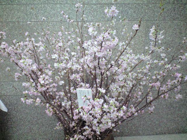 “啓翁桜”満開です