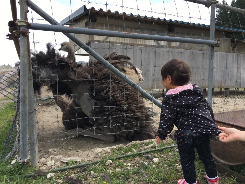 やまがた牧場めぐり《朝日町》オーストリッチ展示園