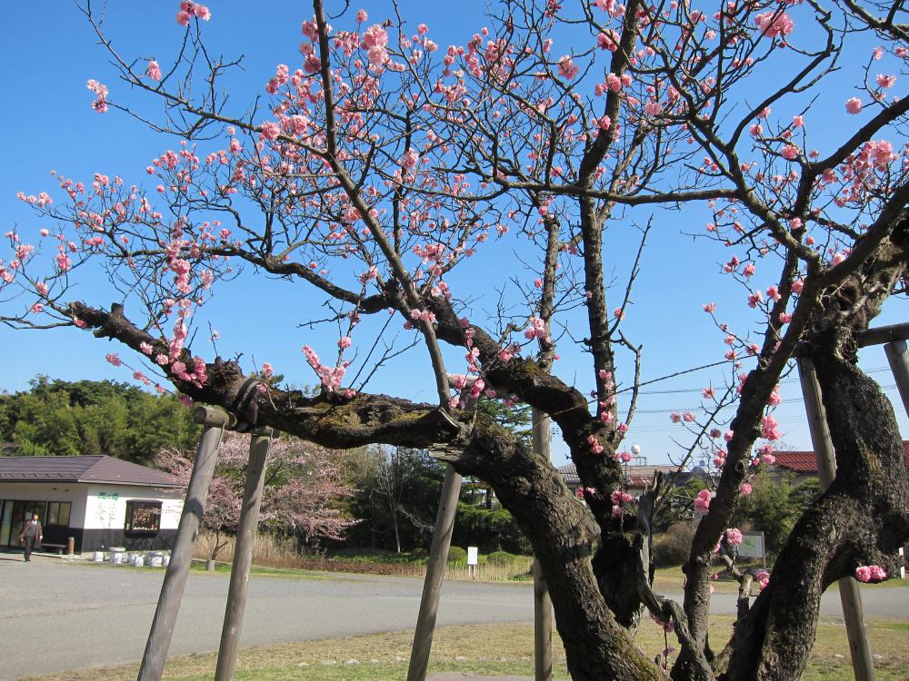 桜が開花しました。
