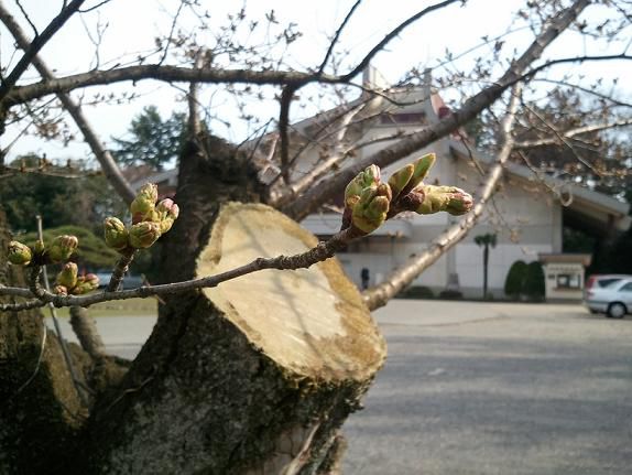 桜情報