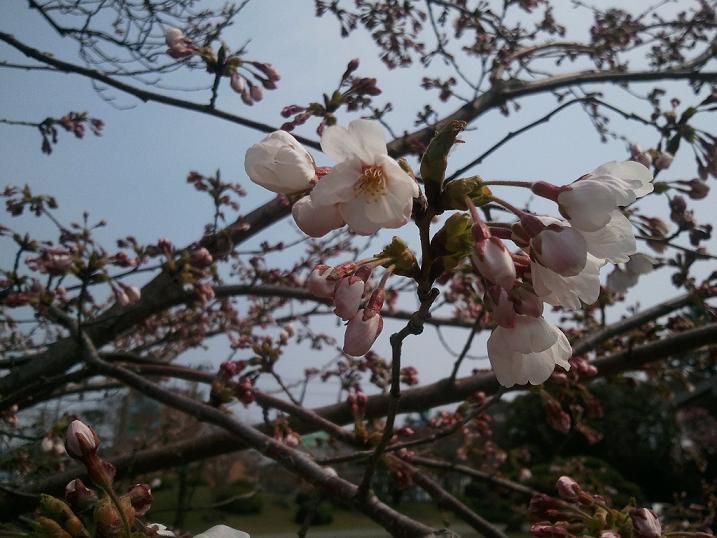 桜情報　“開花宣言”