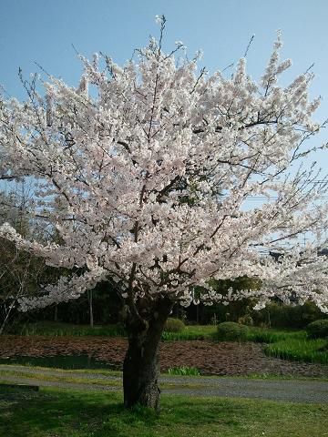 桜満開