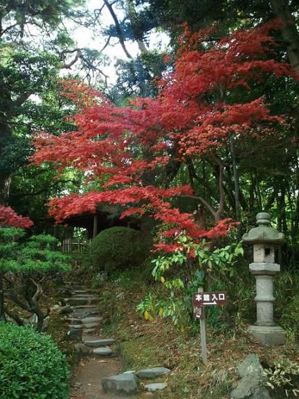 最後の紅葉