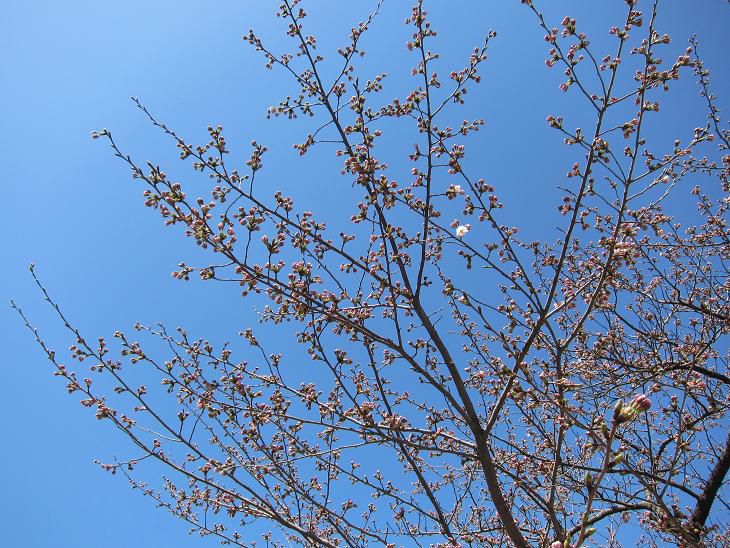 桜、開花しました。