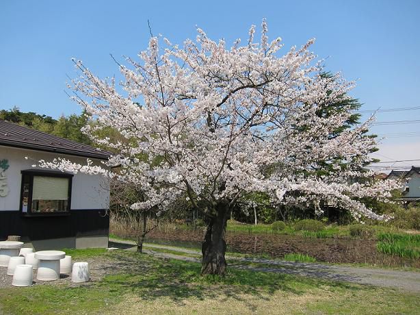 満開です！