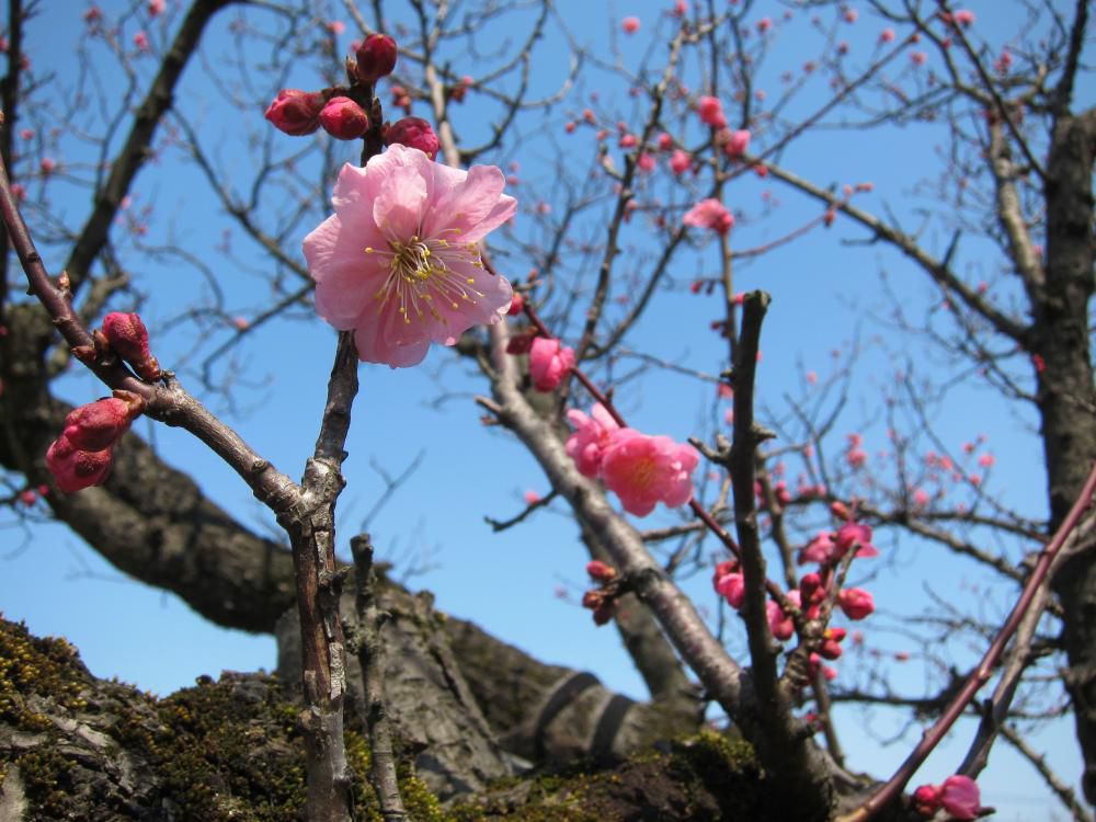 梅が開花しました！