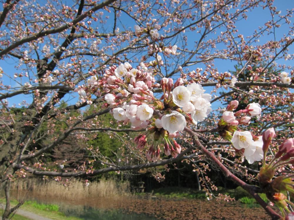 桜が開花しました。