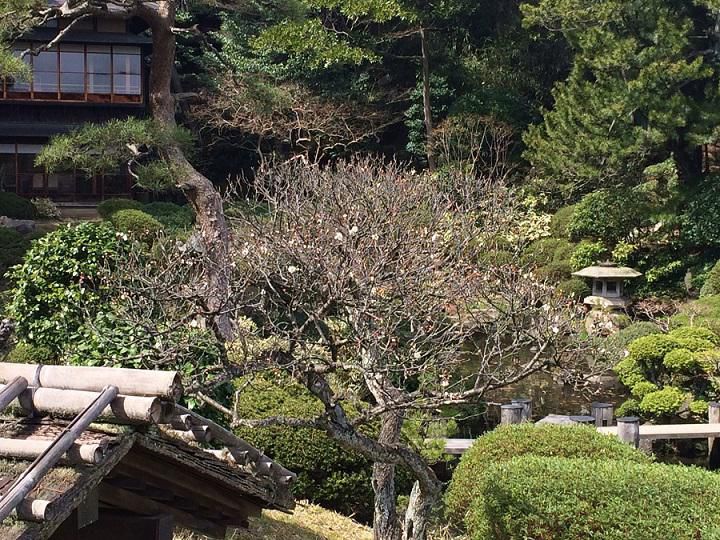 庭園の白梅が開花しました。