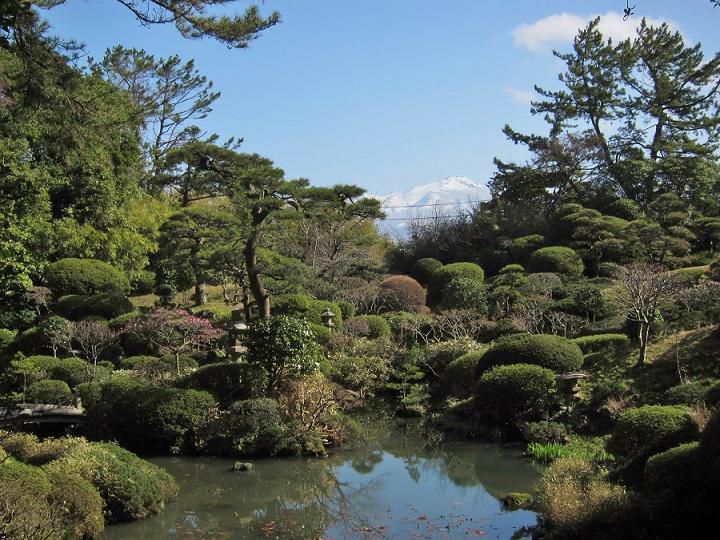 庭園の紅梅が開花しました。