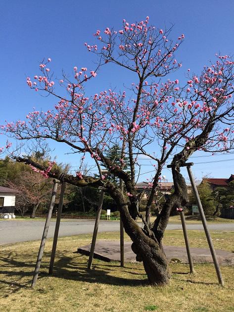 梅が満開、桜は今日から開花です。