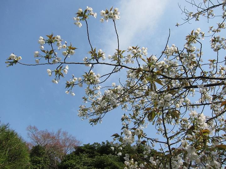 山桜