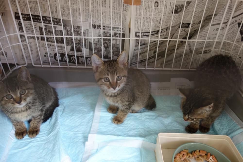 【急募】 子猫を飼って下さる方、ご連絡下さい！