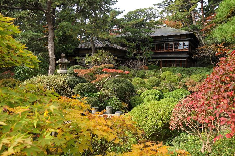 「鶴舞園」の紅葉が見ごろを迎えます