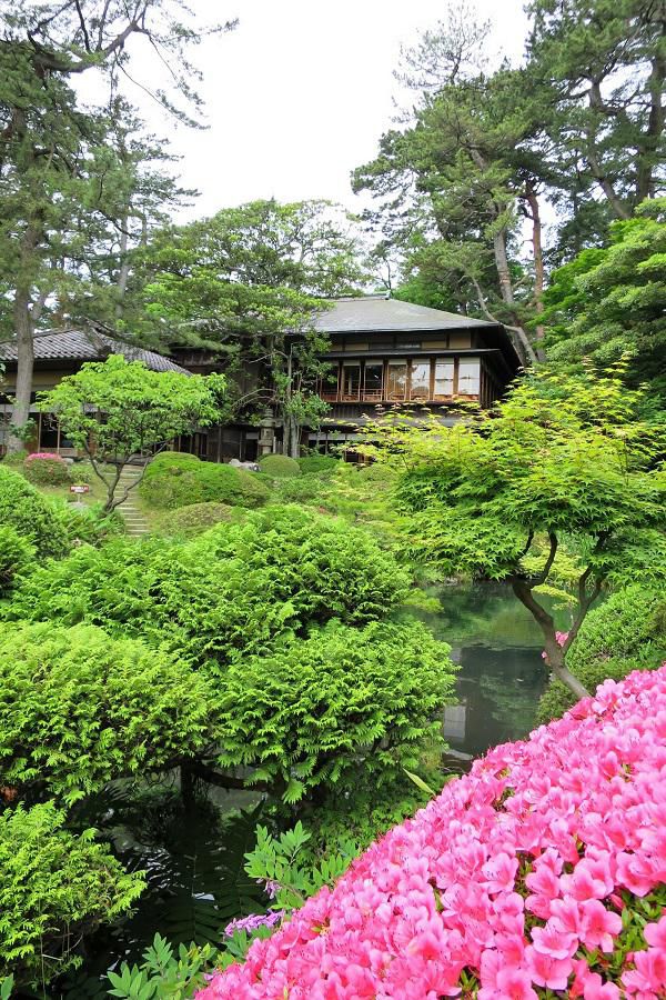 庭園のサツキの花が見ごろです。