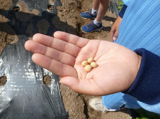 ３年生の畑の学習始まる！～大豆を育てよう！～