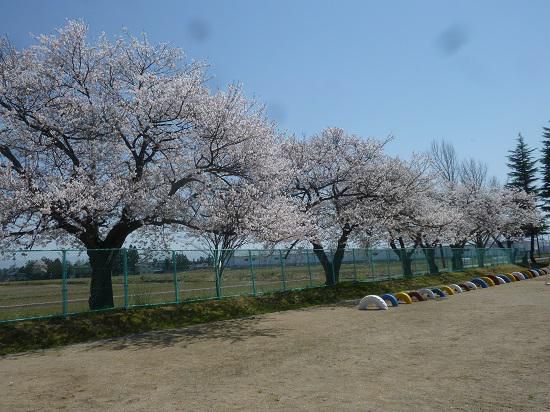 グラウンドの桜が満開です！～学校の七不思議？～