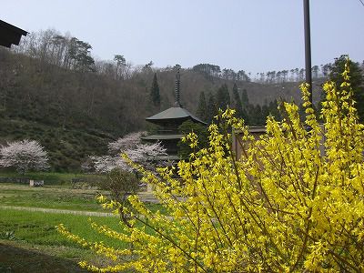 桜と三重塔