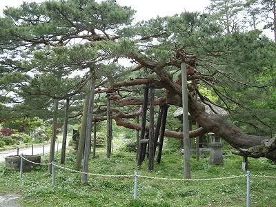 天然記念物　「千年松」