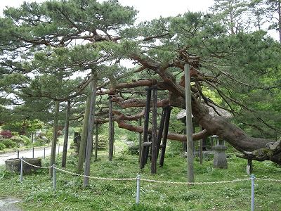 天然記念物　「千年松」