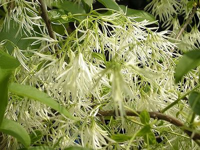 花鳥風月