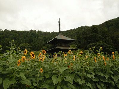 花鳥風月（夏）：ひまわり