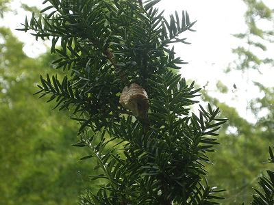 気の早いカマキリ