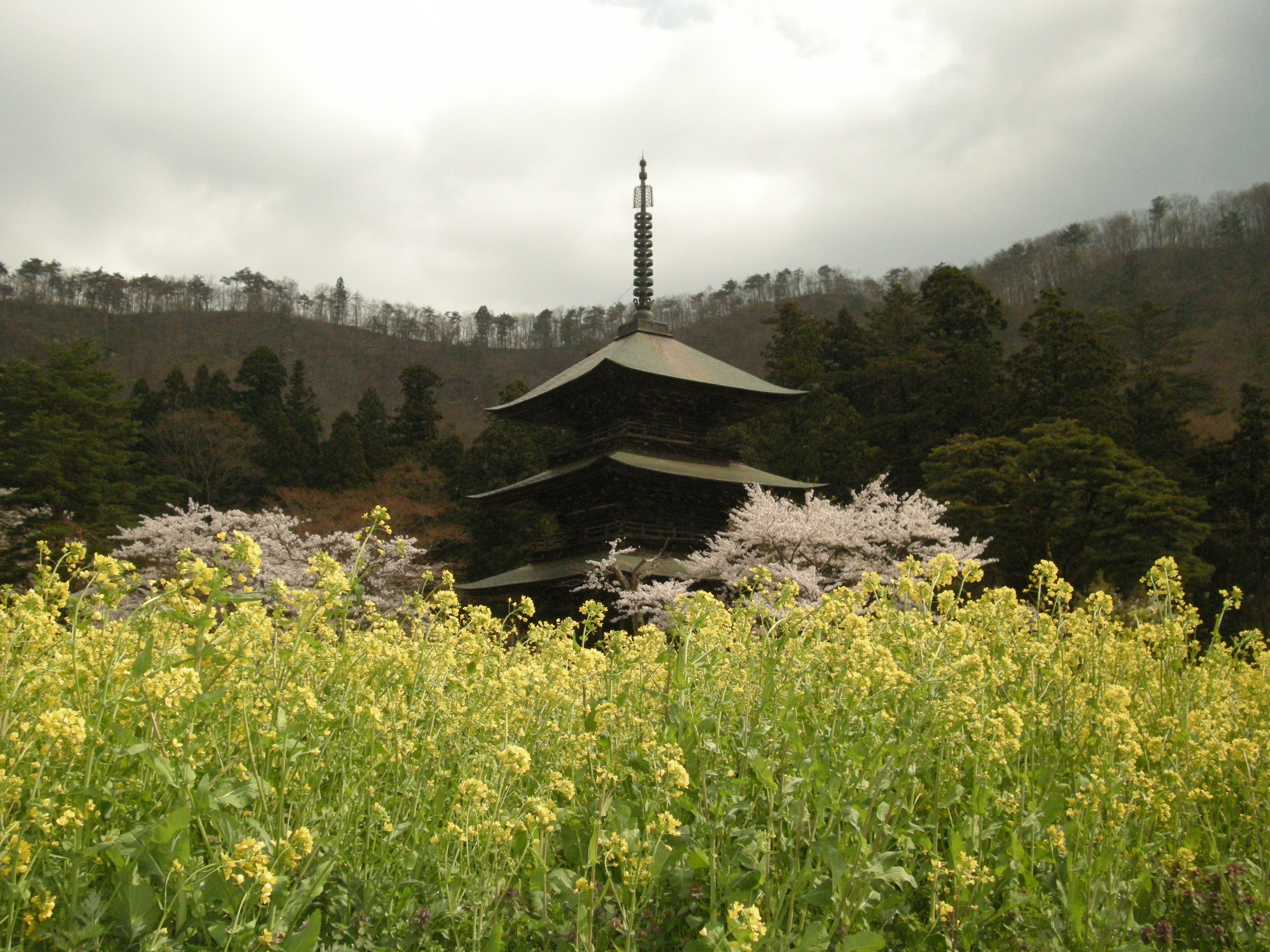 満開の桜