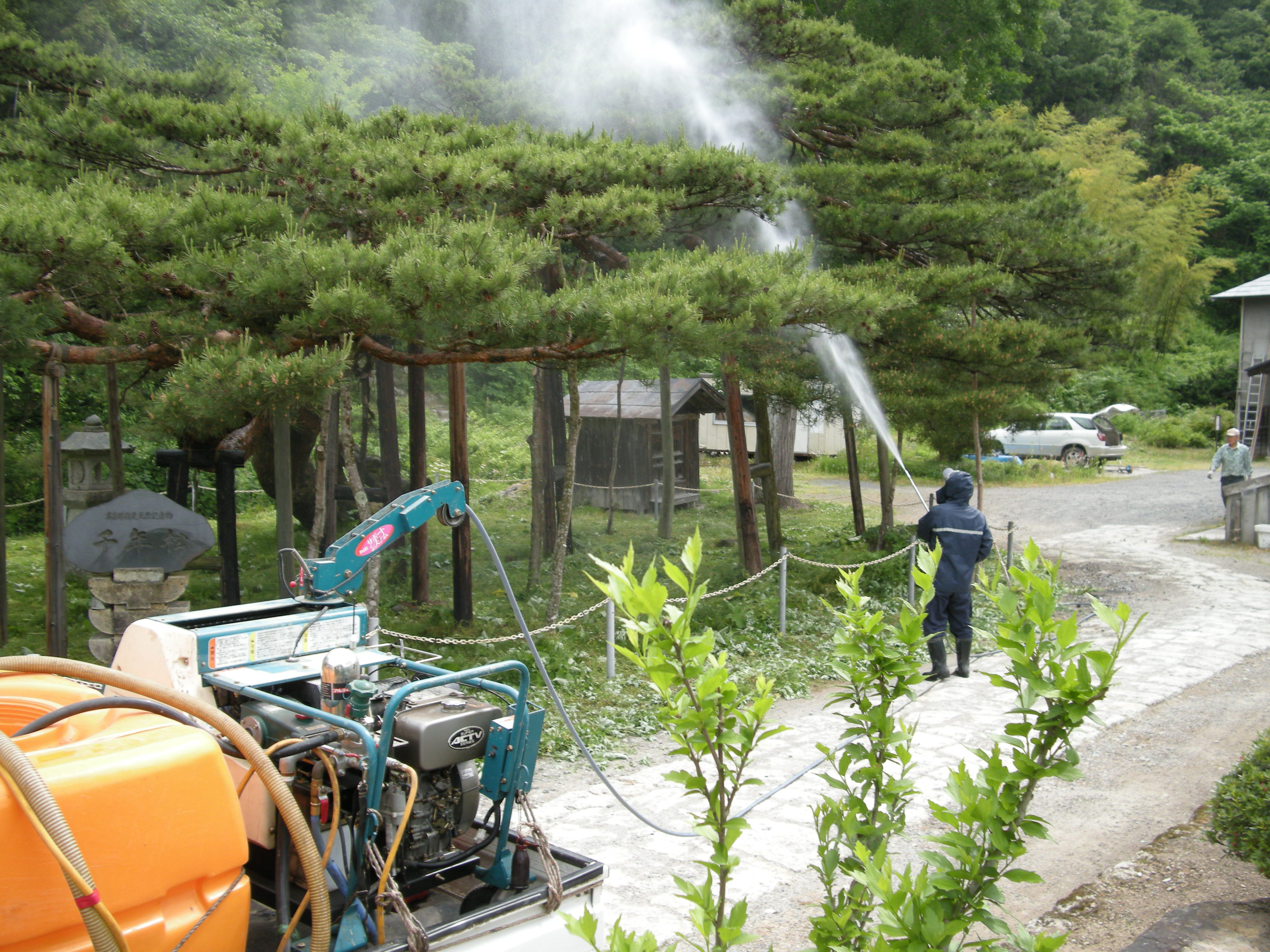 高畠町指定天然記念物「千年松」薬剤散布