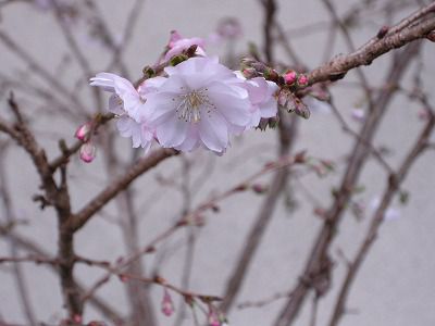 冬に咲く桜　珍しい