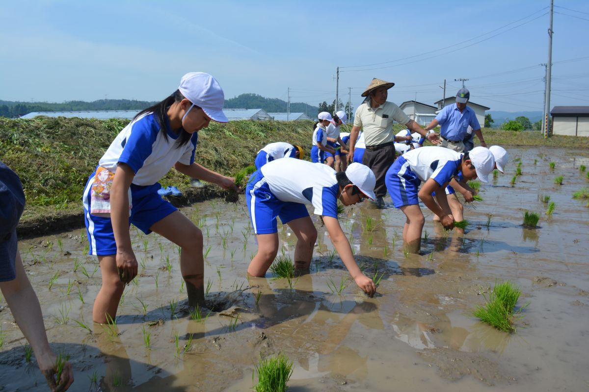 添川小学校の５年生７名．６年生６名が手植えによる田植えを行いました。