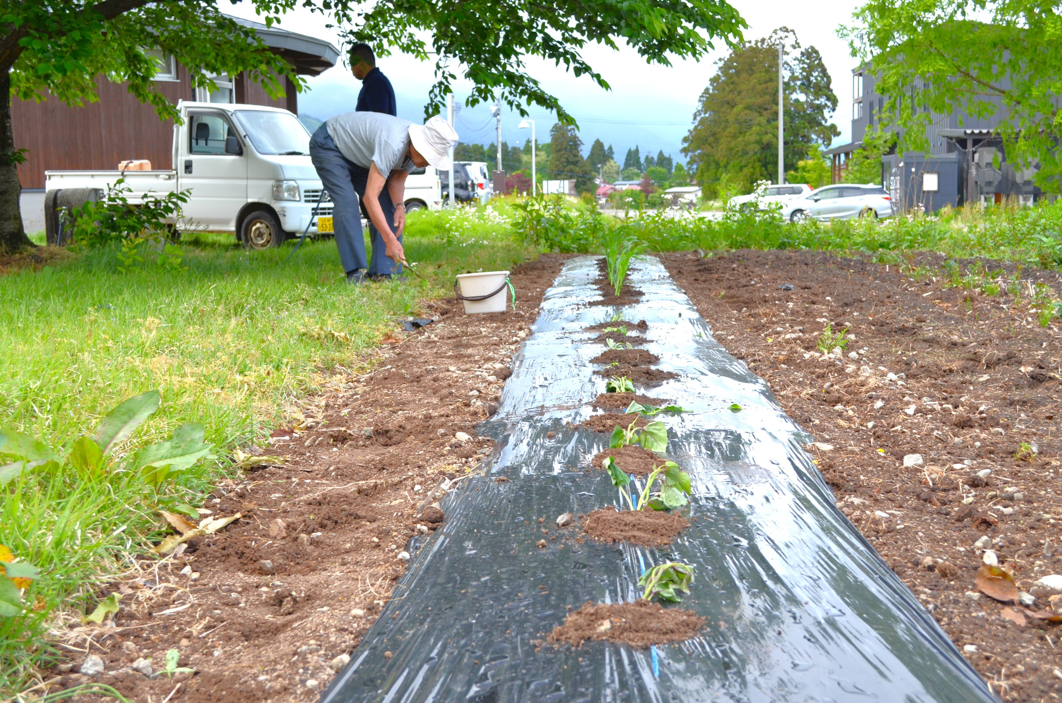 公民館の畑にさつまいもとトウモロコシを植えました🍠🌽（中部地区公民館）