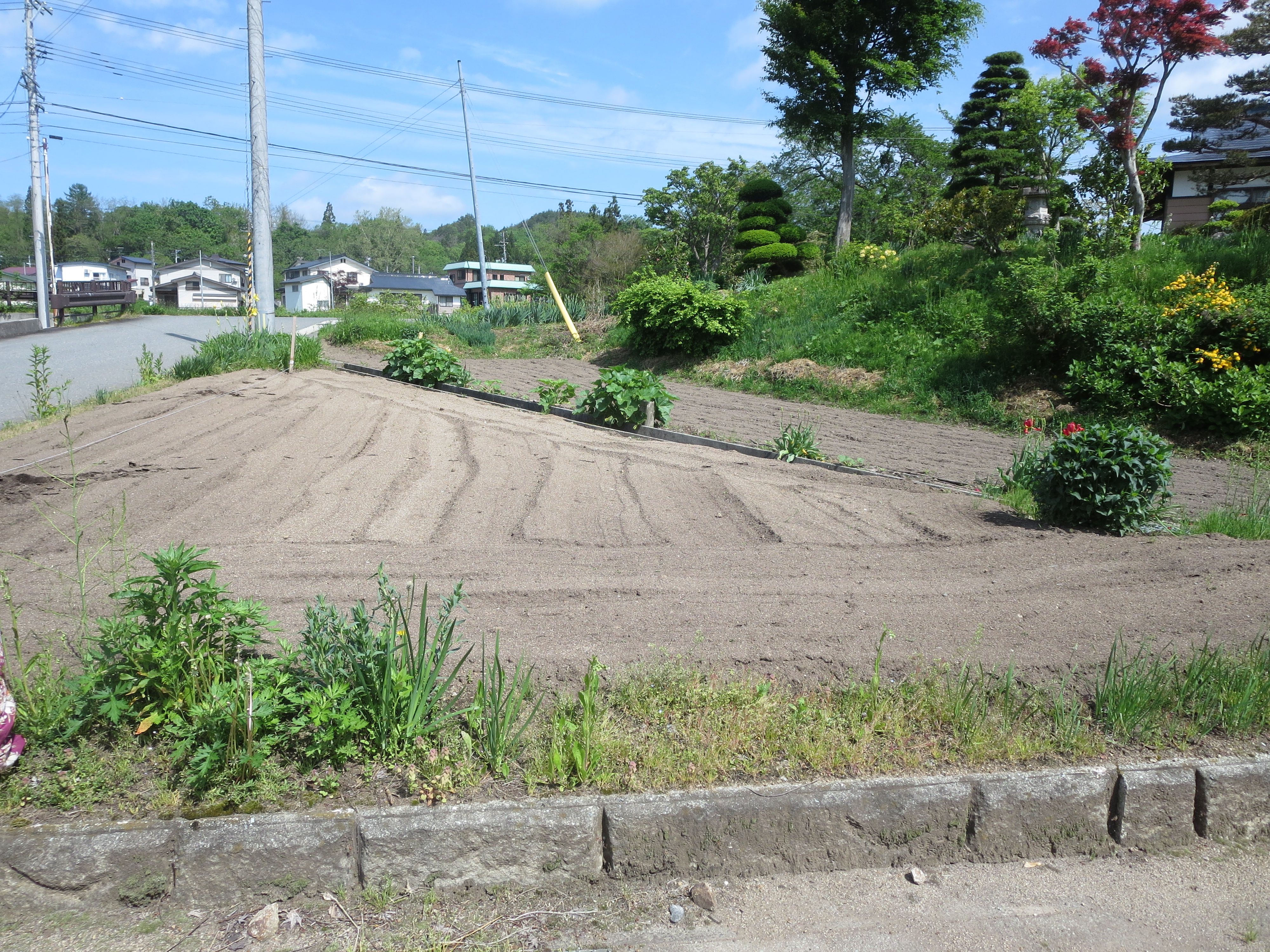 ふるさと学園畑作業（西部地区公民館）