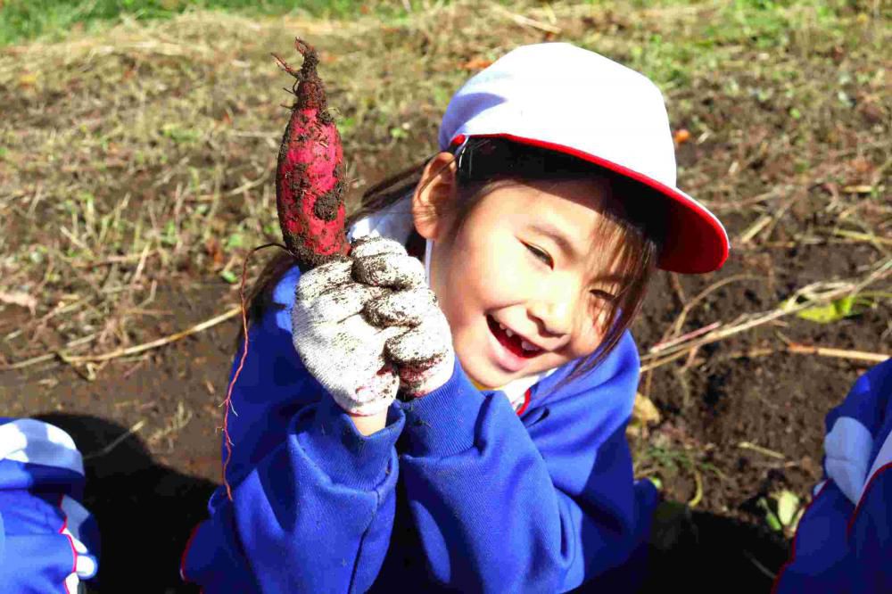 サツマイモ大収穫！