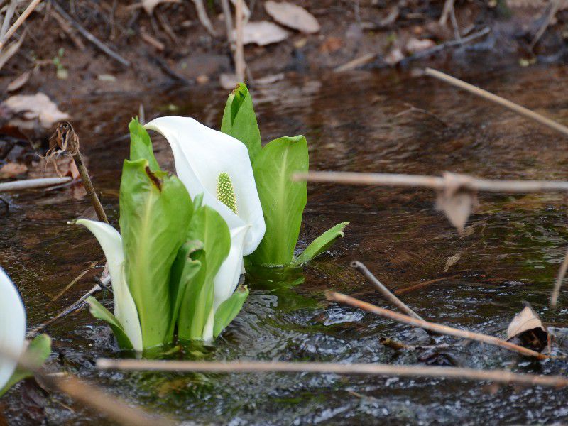 水芭蕉の開花情報【5/2現在】