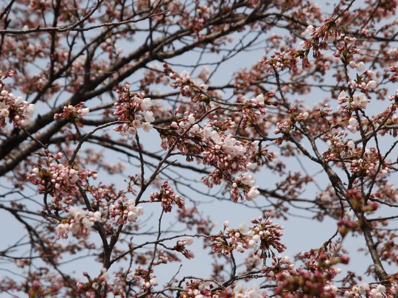 4.22本日の桜開花状況♪