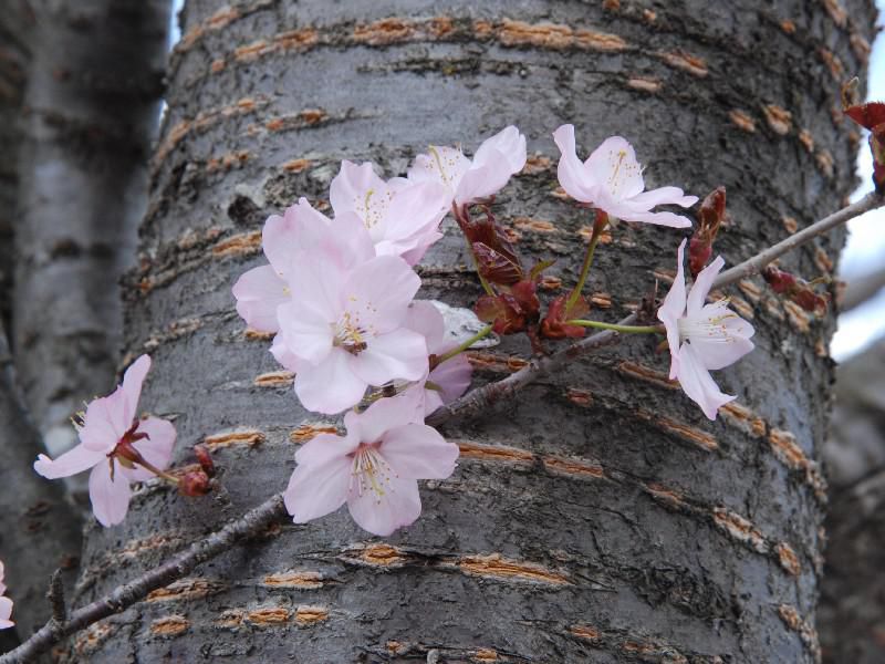 「飯豊町」4.23本日の桜開花状況♪