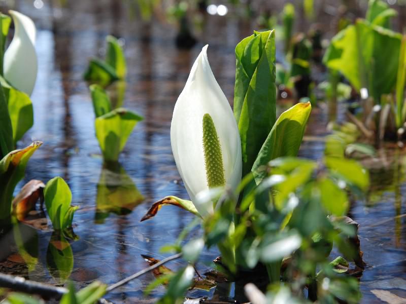 群生が抜群に美しい４月後半見頃の花！！