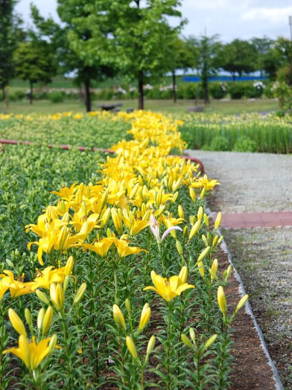 明日開園！いいでどんでん平ゆり園♪