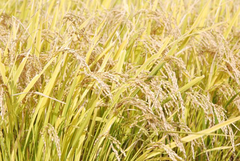 飯豊町　お米収穫開始！