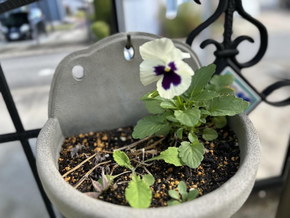 ikoi(憩い)ニューズレター