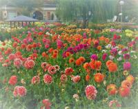 ¡Ö¥À¥ê¥¢¡ÊÅ·¼³²´Ã°¡Ëʪ¸ì¡¡£Ö£ï£ì¡¥34¡×¤Î²èÁü