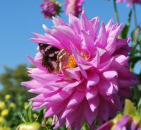 ¡Ö¥À¥ê¥¢¡ÊÅ·¼³²´Ã°¡Ëʪ¸ì¡¡£Ö£ï£ì¡¥36¡×¤Î²èÁü