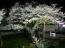「種まき桜のライトアップ」画像